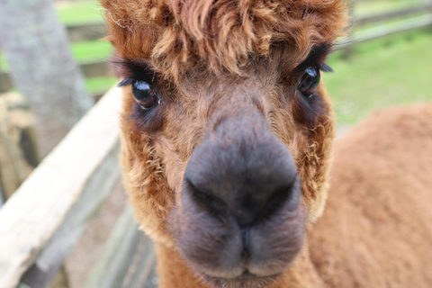 Auckland: Sheepworld, Honey Centre, & Kauri Trail Tour