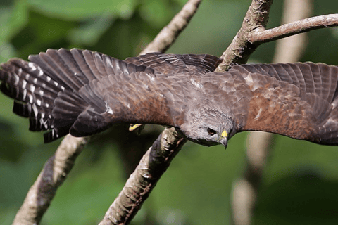 Private Birding Tour Punta Cana to Los Haitises Park