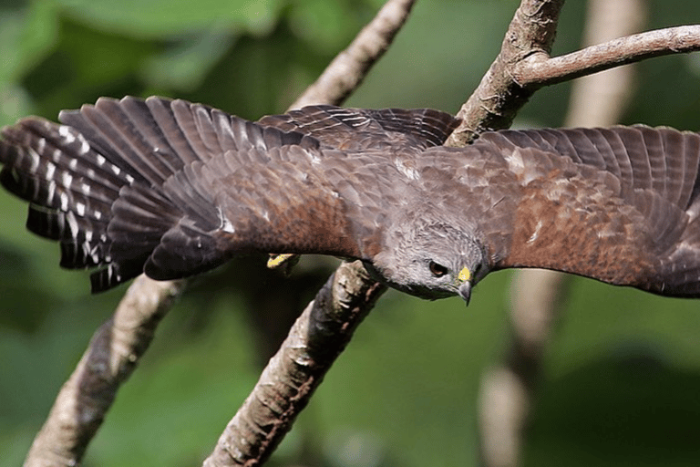 Private Birding Tour Punta Cana to Los Haitises Park
