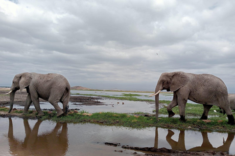 Safari de 3 días y 2 noches por Amboseli.Excursión de safari de 3 días y 2 noches a Amboseli.