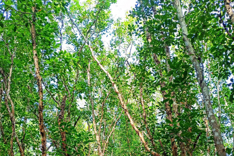 From Tagbilaran City/Panglao Island: Bohol Mangrove Kayaking