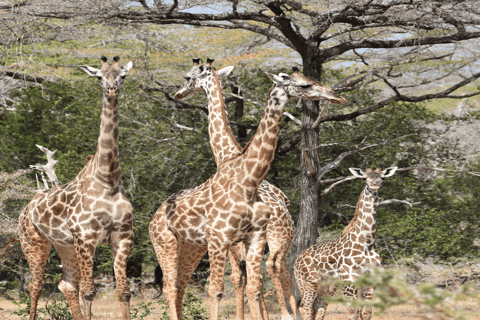 Tanzania: 4-Day Safari to Tarangire, Serengeti and More