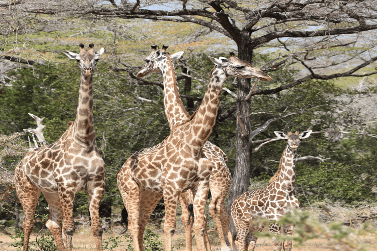 Tanzania: 4-Day Safari to Tarangire, Serengeti and More