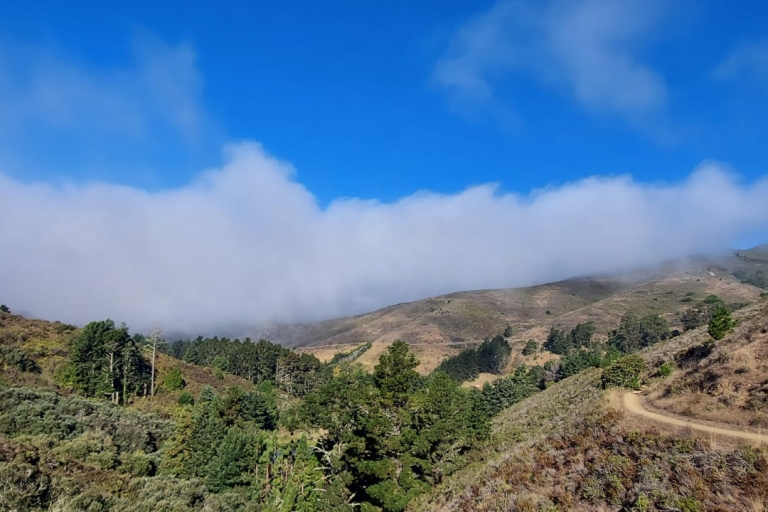 Z San Francisco: Muir Woods i Sausalito Group Tour