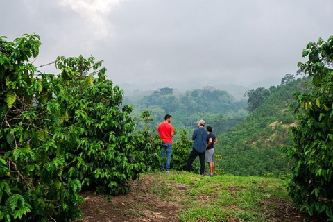 Passeio em fazenda de café em Nairóbi com serviço gratuito de ida e volta.