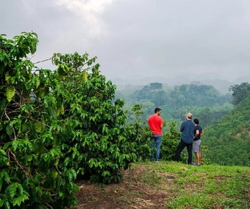 Coffee farm tour in nairobi with free pickup & drop off.