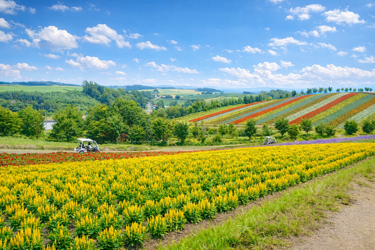 Hokkaido Summer: Furano Flower Fields & Blue Pond Photo Tour Summer Hokkaido: Colorful Flower Fields, Blue Pools, Alpaca