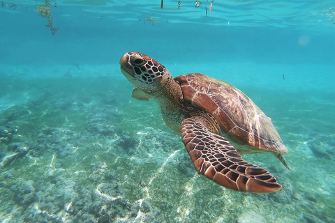 Amazing experience: Snorkeling with Turtles in Mirissa