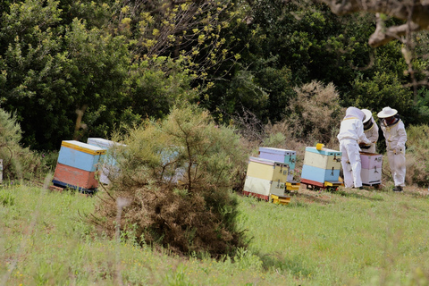 Kalamata: Beekeeping Experience with Honey Tasting