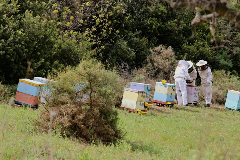 Kalamata: Beekeeping Experience with Honey Tasting