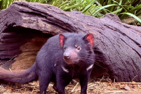 Baby Animals, Boomerangs & BBQ Lunch From Sydney: Baby Animals & Boomerangs Tour with BBQ Lunch