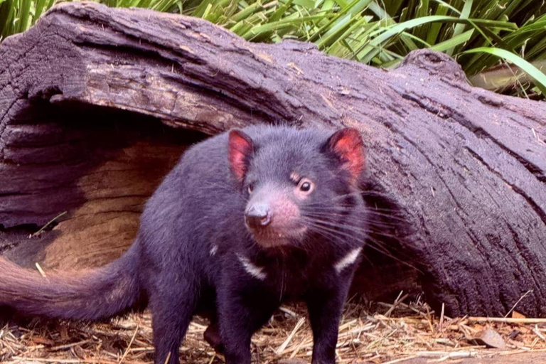 Baby Animals, Boomerangs & BBQ Lunch From Sydney: Baby Animals & Boomerangs Tour with BBQ Lunch