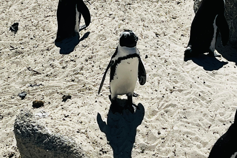 Robben Island, Penguins & Cape of Good Hope Adventure