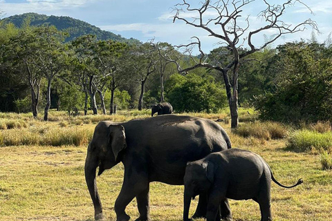 Depuis Kandy : Excursion d&#039;une journée à Sigiriya, Dambulla et Minneriya