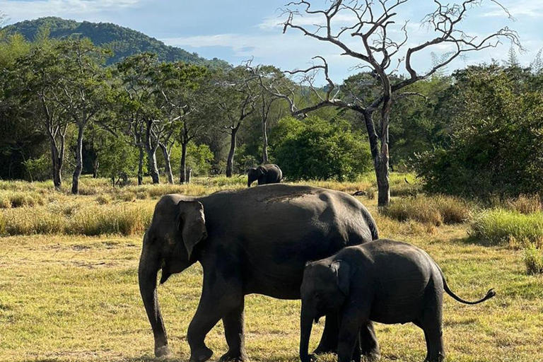 Depuis Kandy : Excursion d&#039;une journée à Sigiriya, Dambulla et Minneriya