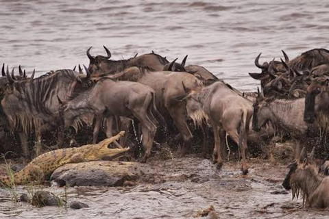 Safari de 6 jours sur la migration des gnous (juillet - octobre)