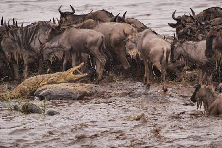 Safari de 6 jours sur la migration des gnous (juillet - octobre)