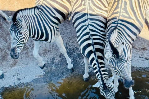 Chobe Safari from Victoria Falls: Game Drive & Cruise