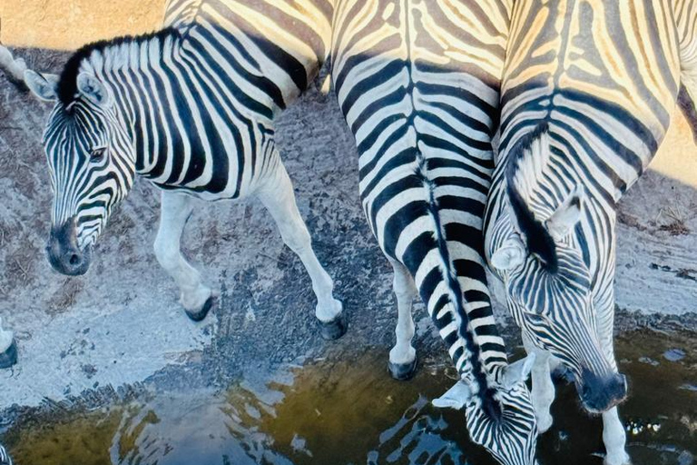 Chobe Safari from Victoria Falls: Game Drive & Cruise