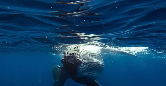 Tahiti island: Whale watching Experience