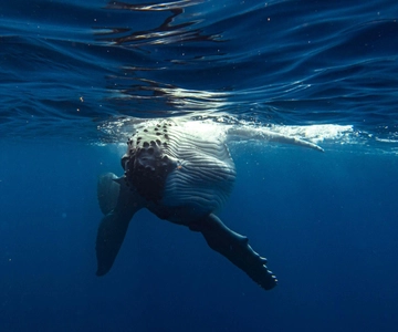 Tahiti island: Whale watching Experience