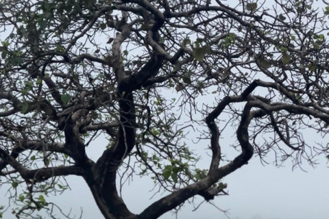 East Salalah Guided: Wadi Darbat & The ancient Baobab Tree