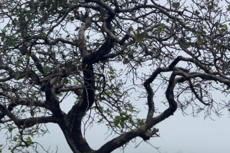 East Salalah Guided: Wadi Darbat & The ancient Baobab Tree