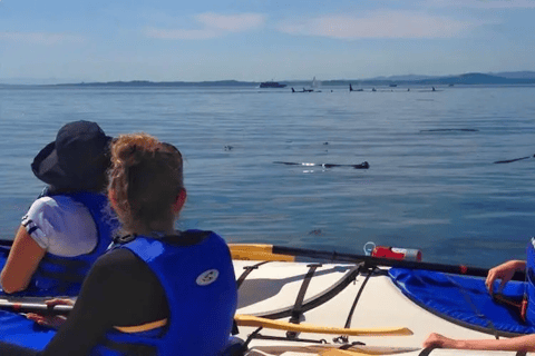 San Juan Island: West Side Half Day Kayak Tour Half Day