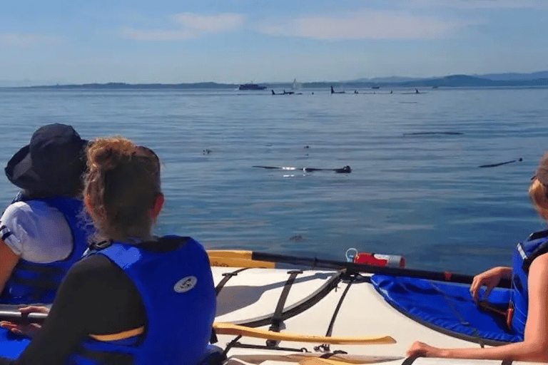 San Juan Island: West Side Half Day Kayak Tour Half Day