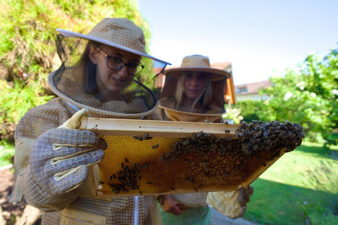 Enjoy a beekeeping experience in Ljubljana