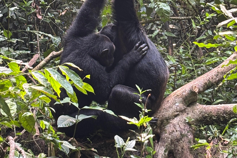 Uganda: 5-Day White Water Rafting, Jinja, and Kampala Tour