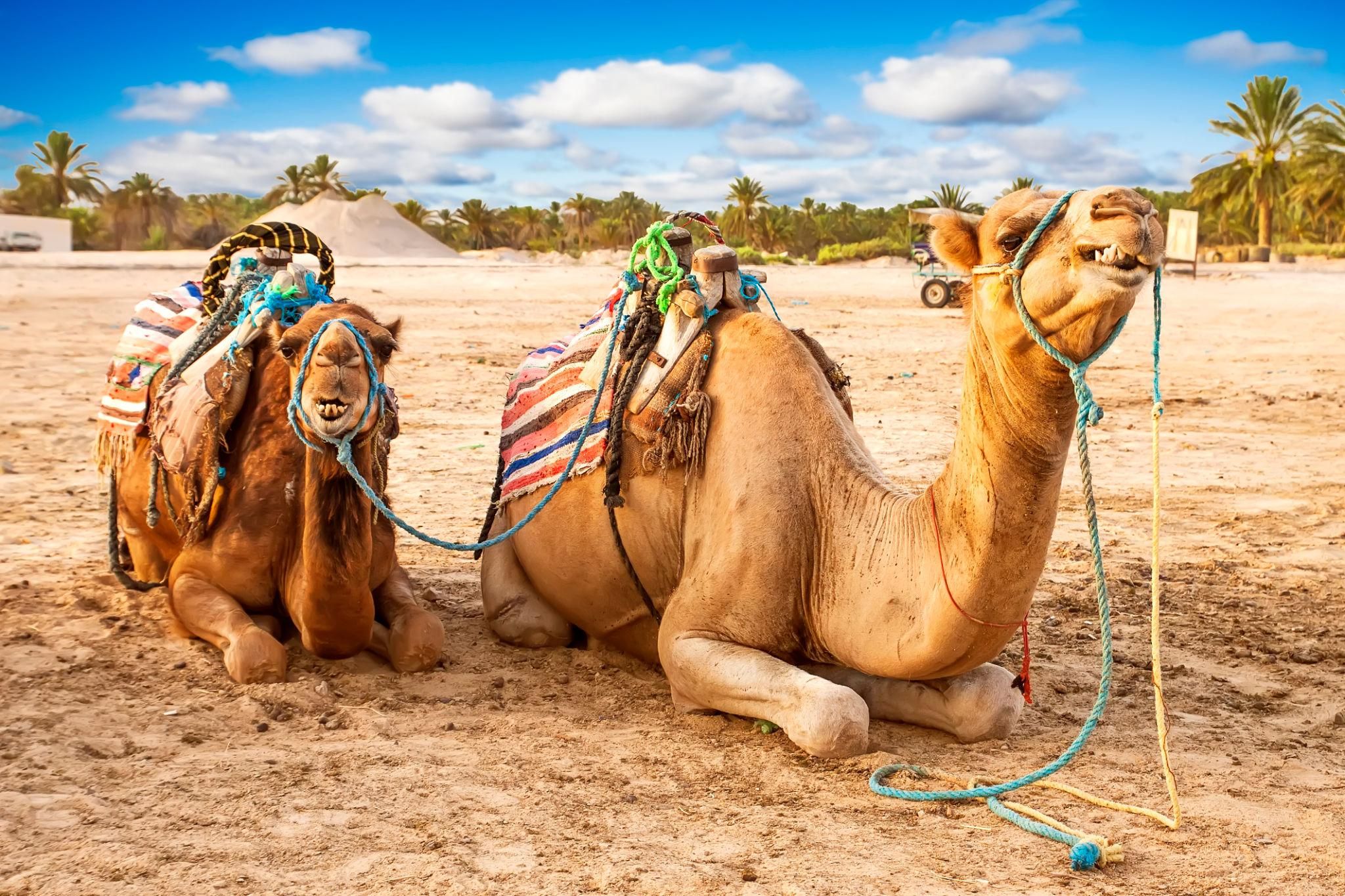 Abfahrt von Djerba: Entdeckung von Matmata & Douz