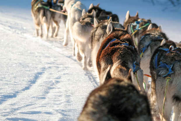 Bodø – Sulitjelma: Upptäck magin med huskysläde!