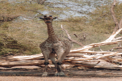 Zambezi-Wildwasser-Rafting &amp; White Rhino Walking Safari Combo