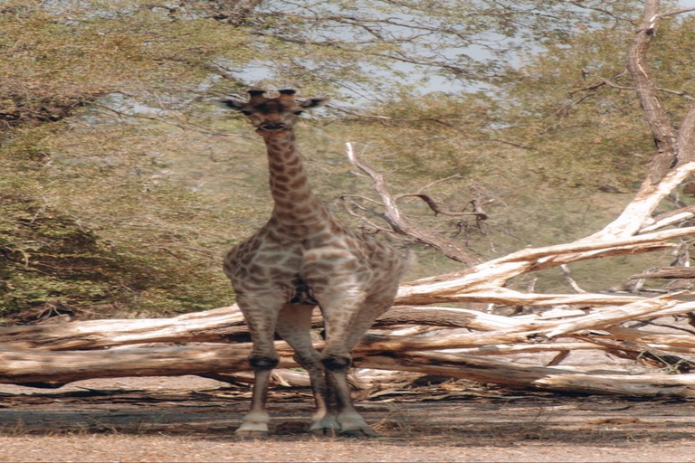 Zambezi-Wildwasser-Rafting &amp; White Rhino Walking Safari Combo
