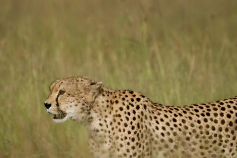 Masai Mara, Amboseli, Nakuru, & Naivasha Lakes 7-Day Safari