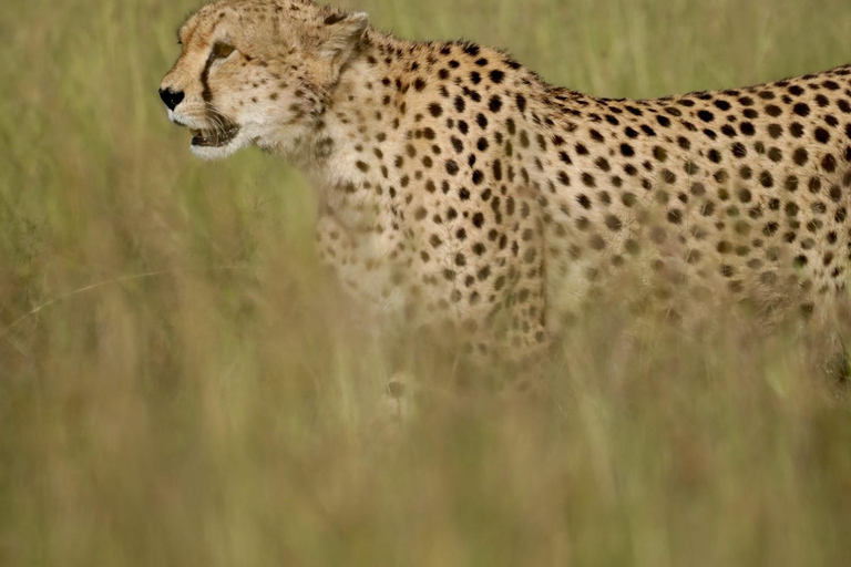 Masai Mara, Amboseli, Nakuru, & Naivasha Lakes 7-Day Safari