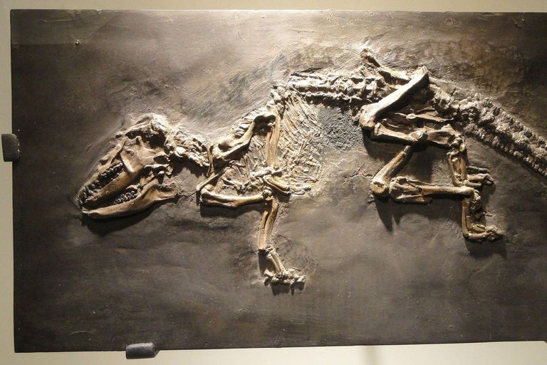 Houston: Museum of Natural Science Entry & Digital Tour