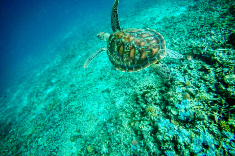 Lombok: Private Snorkeling,Gili Trawangan,Gili Meno,Gili Air Start From: Tetebatu/Lembar Port/Gili Mas Port