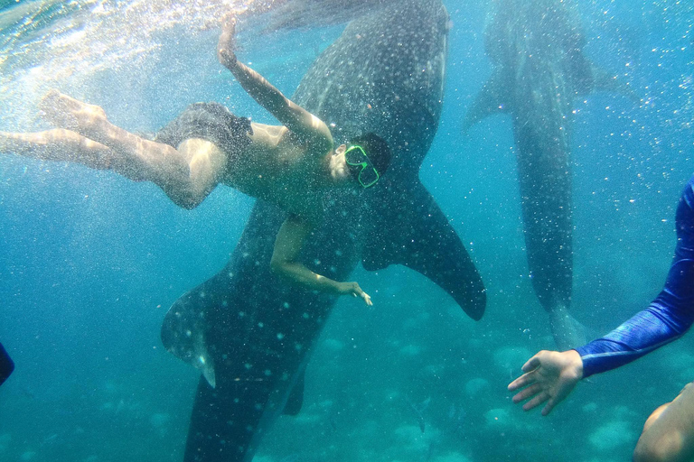 Cebu: Oslob Whale Shark Encounter &amp; SUMILON med transfer