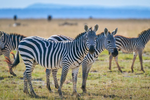 3-day Amboseli & SaltLick Safar: Kilimanjaro View & Treetop