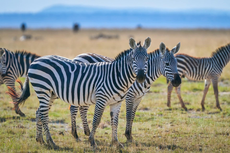 3-day Amboseli & SaltLick Safar: Kilimanjaro View & Treetop