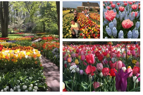 Dit eget Holland. Keukenhofs tulipanparadis