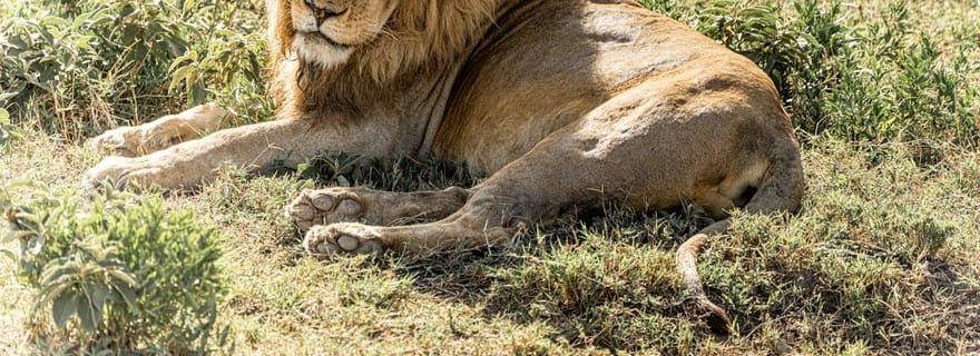 Safari de 3 jours à Mikumi, randonnée à Uluguru et culture masaï
