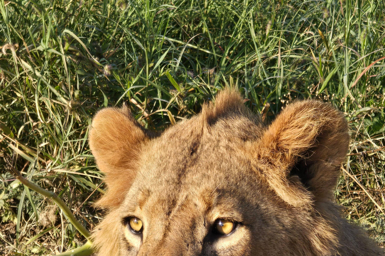 Nairobi: passeio de meio dia no Parque NacionalNairobi: tour privado de meio dia no Parque Nacional