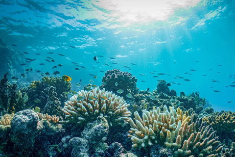 Jeddah: Bayada Boat & Snorkeling Adventure