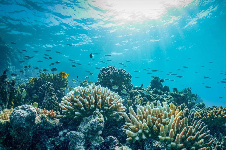 Jeddah: Bayada Boat & Snorkeling Adventure
