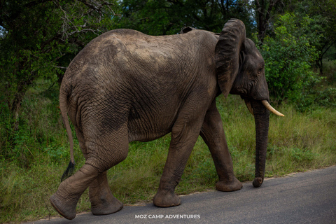 Kruger Park: Big Five Photography Expedition from Maputo