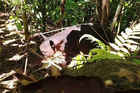 Uvita: Caño Island &amp; Corcovado National Park Combo Tour