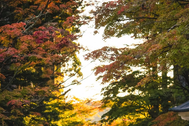 From Osaka/Kyoto: Mt. Koya & Nachi Falls Private Day Trip
